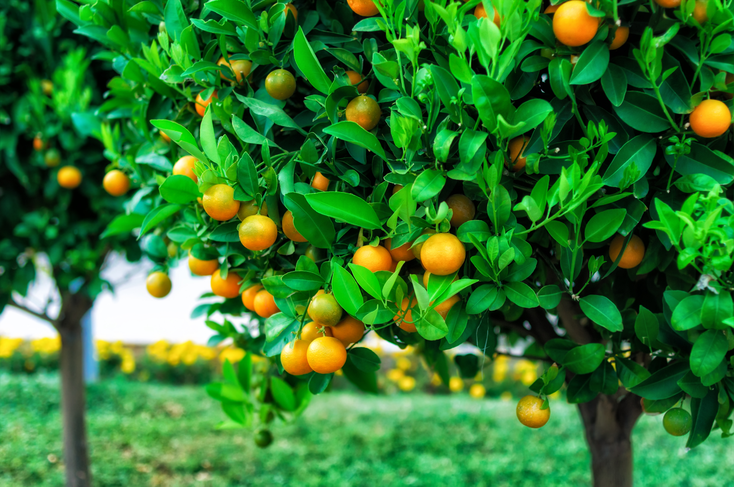 Oranges in an orange grove